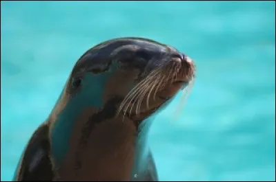 À combien de temps remontent les origines de l'otarie ?