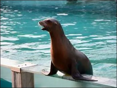 Quel animal fait partie de la même famille que l'otarie ?