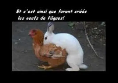 Langues étrangères - 
En espagnol, comment nomme-t-on un lapin ?