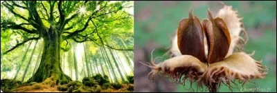 Nature / langue française - 
Comment écrit-on le fruit du hêtre, que l'on peut faire griller en amuse-gueule en apéritif, mettre dans les garnitures de salades, moudre en farine et qui était d'antan pressé pour en obtenir de l'huile ?