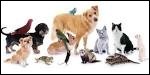 Quiz Test de personnalit