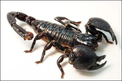 À quelle classe animale appartient le scorpion ?