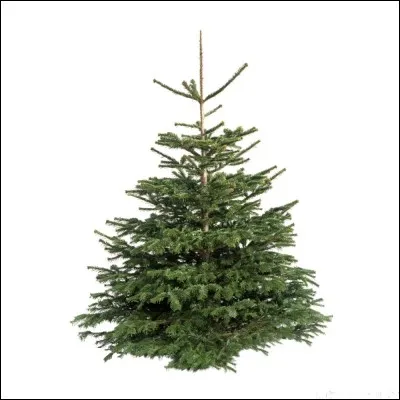 C'est Noël, tu dois choisir entre plusieurs sapins, tu choisis :