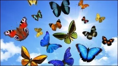 Quel insecte peut-on trouver dans notre maison ?