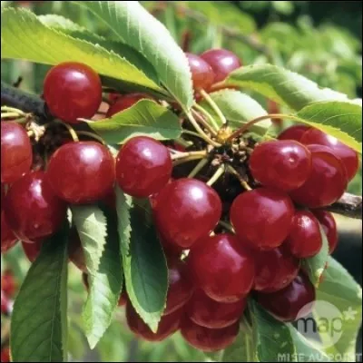 Quel nom porte cette variété de cerises ?