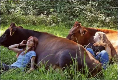 Quelle belle image de personnes dans un champ avec des vaches ! De quoi s'agit-il d'étonnant ?