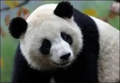 Combien de temps dure la gestation d'une femelle panda ?