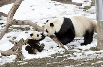 En captivit&eacute;, quelle est l'esp&eacute;rance de vie d'un panda ?