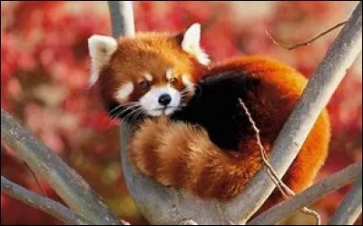 Cette petite b&ecirc;te est un...