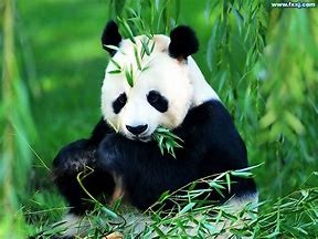 Quiz Animaux