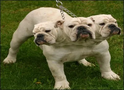 Quel est ton animal préféré ?