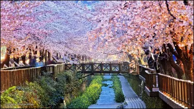 Je vous emmène à Busan. Trouvez-moi son pays.