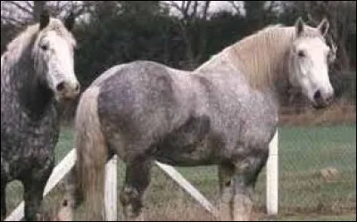 De quelle race est ce cheval ?