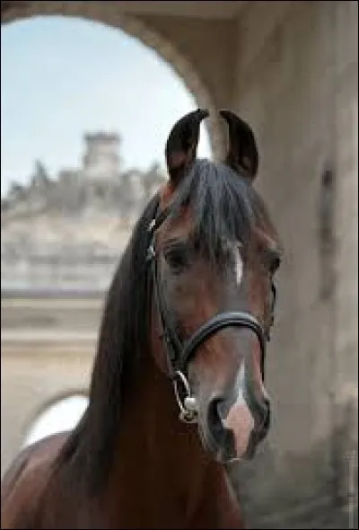 De quelle race est ce cheval ?