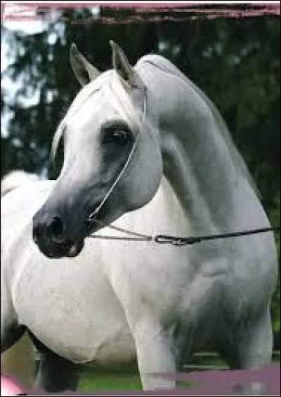 De quelle race est ce cheval ?