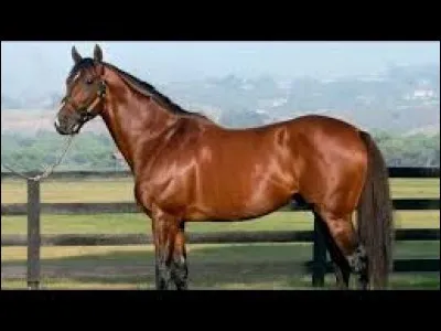 De quelle race est ce cheval ?