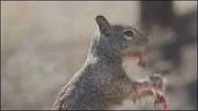 Quel gibier préfères-tu ?