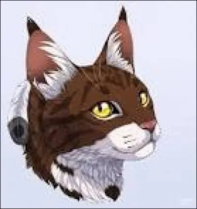 Quelle qualité te correspond le plus ?