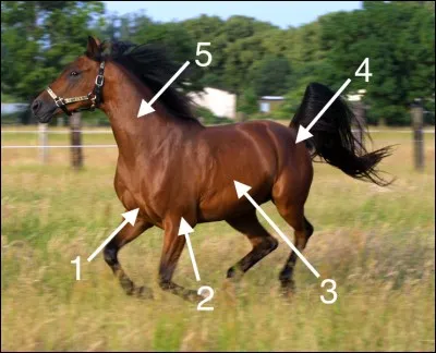 Comment s'appelle la partie du corps numéro 5 ?