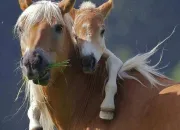 Quiz Quiz équitation (vrai ou faux)