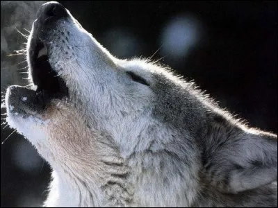 Comment s'appelle le cri d'un loup ?