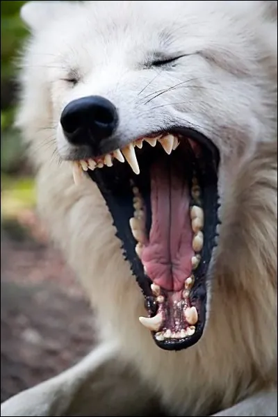 Combien de dents a un loup ?