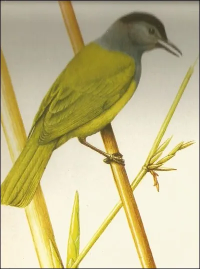 Également des montagnes, cet oiseau est un...