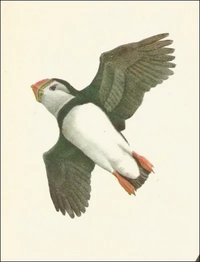 Cet oiseau est un...