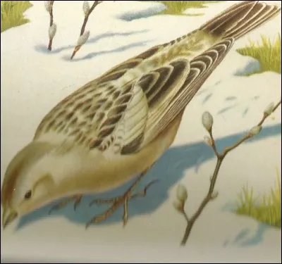 Cet oiseau des zones froides de l'Arctique est un...