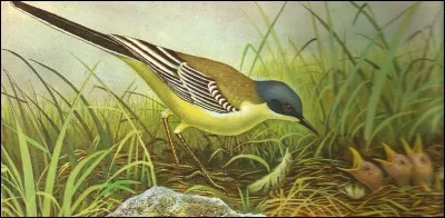 Cet oiseau annonce les beaux jours, c'est une bergeronnette...