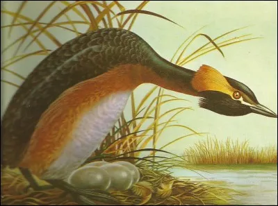 Dans quel milieu, le grèbe esclavon fait-il son nid ?