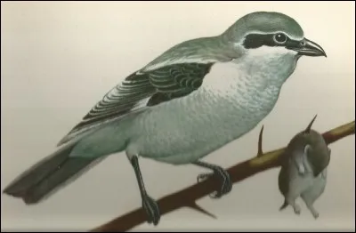 Cet oiseau fait des réserves en embrochant ses proies sur une épine, c'est une...