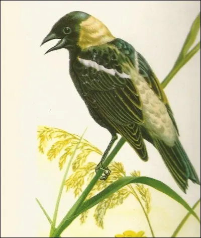 Dans quel continent peut-on voir un bobolink ?