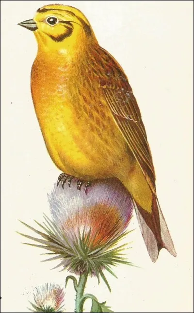 Du nom latin Emberiza citrinella, quel est le nom vulgaire de cet oiseau ?