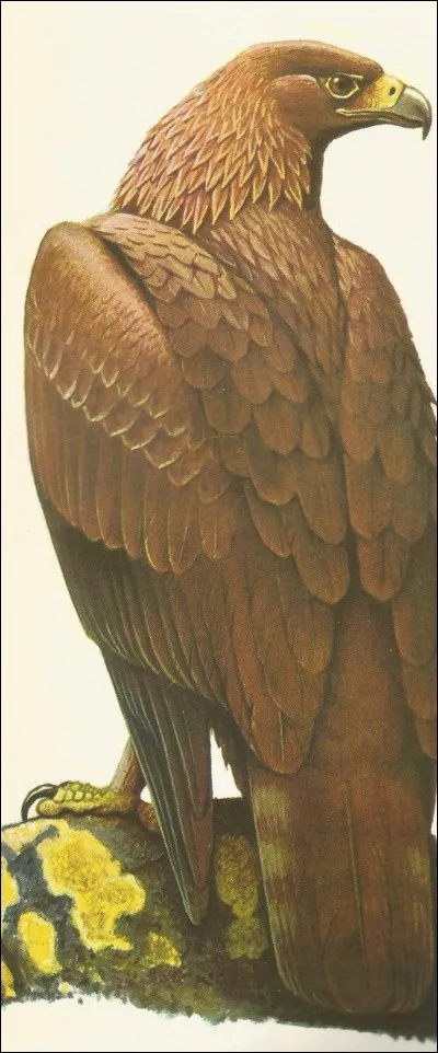 C'est un aigle royal. Quel est son autre nom ?