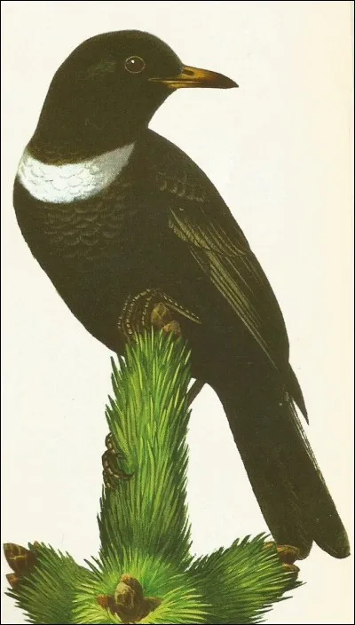 Ce merle, au chant puissant et monotone, est dit...