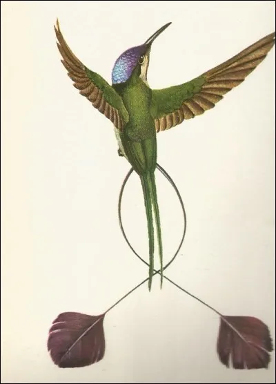 Cet oiseau, très rare est un...