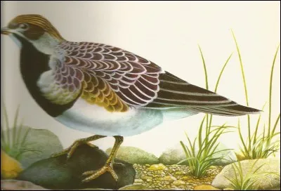 Cet oiseau qui ressemble à une perdrix est un...