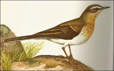 Du nom latin Anthus spinoletta, cet oiseau est un...