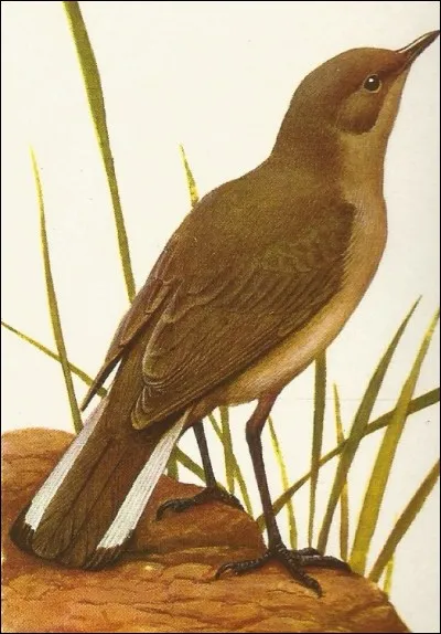 Quel est le continent de ce traquet de montagne ?