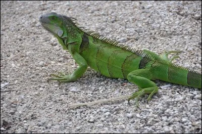 Quel animal vient à La Réunion entre juin et septembre ?