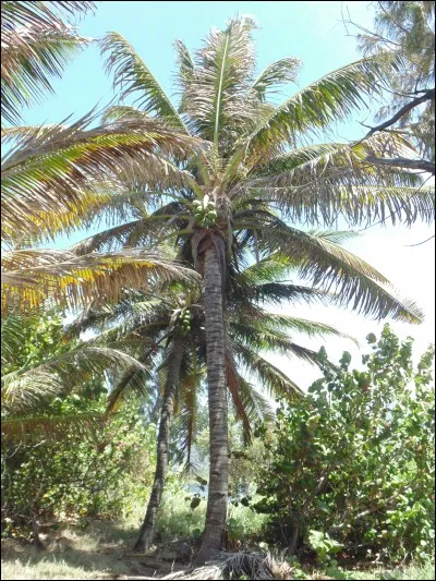 Quel arbre est synonyme des fêtes de fin d'année sur l'île ?