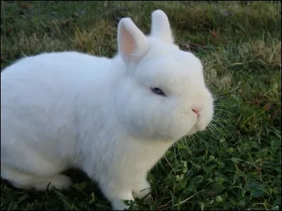 Quelle est la race de ce lapin ?