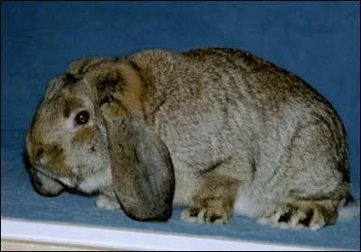 Quelle est la race de ce lapin ?