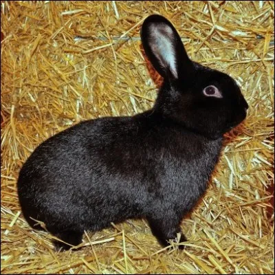 Quelle est la race de ce lapin ?