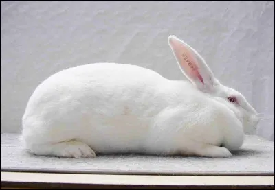 Quelle est la race de ce lapin ?