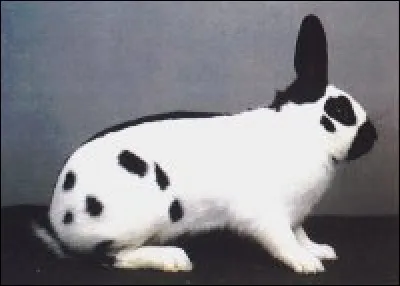 Quelle est la race de ce lapin ?