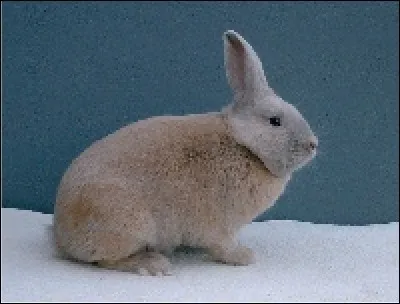 Quelle est la race de ce lapin ?
