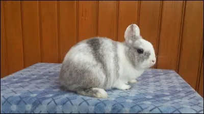 Quelle est sa race de ce lapin ?