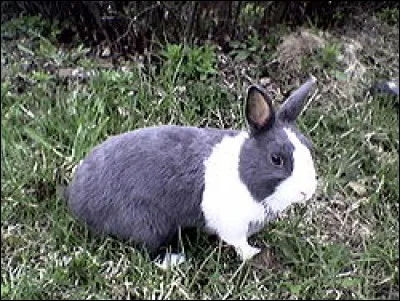 Quelle est la race de ce lapin ?